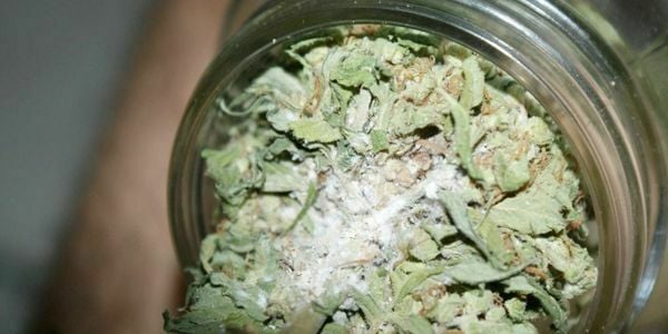 Jar Rot on Marijuana Bud