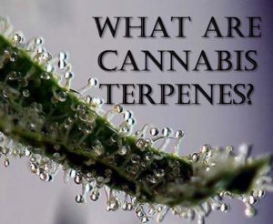 15 Cannabis Terpenes Explained (Complete Visual Guide)