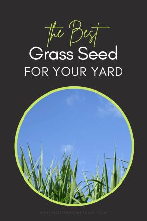 The Best Grass Seed for Your Yard