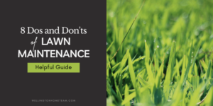 8 Dos and Don’ts of Lawn Maintenance | Helpful Guide