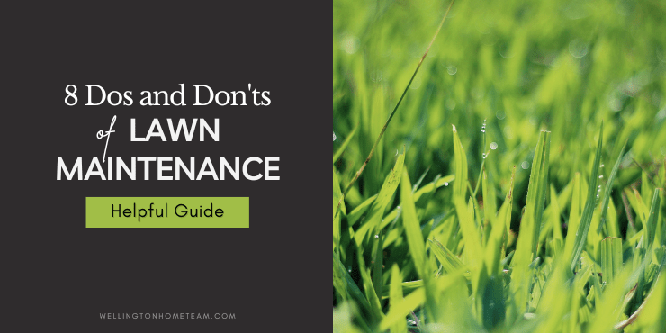8 choses à faire et à ne pas faire pour l'entretien de la pelouse | Guide utile