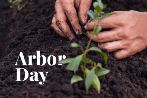 Arbor Day: celebrating the many powers of trees