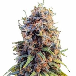 Runtz cannabis strain