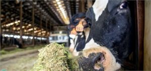 Im Stall gefütterte Tiere werden weitaus geringere Emissionen haben als in Neuseeland produziertes Fleisch: Rod Carr