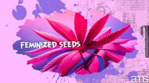 Best feminized seeds