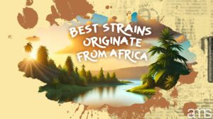 Best strains that originate from Africa