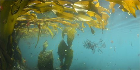 Costruisci la bioeconomia marina circolare di Aotearoa per una crescita sostenibile: esperto