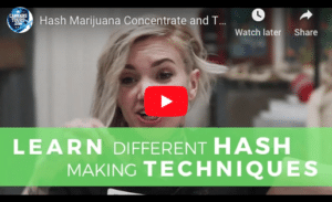 Guia de concentrados de cannabis: óleos THC, Hash, Wax, Shatter & Dabs
