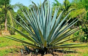 Carbon Credit from Tequila Agave