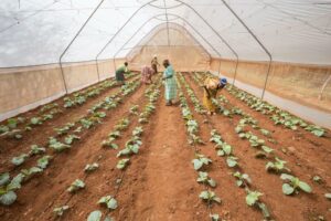 Klimaændringer forværrer uligheder, som kvinder står over for i landbruget, siger FAO
