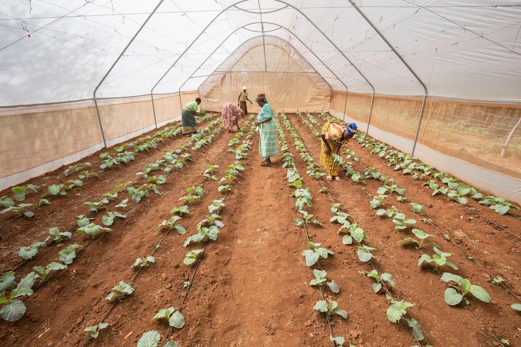 Members of a women's cooperative farm green vegetables in a greenhouse in Makueni County, Kenya, East Africa. 