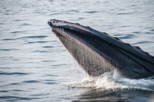 DAI-walvissen hebben sinds half maart 6.4% van de voorraad van stablecoin toegevoegd