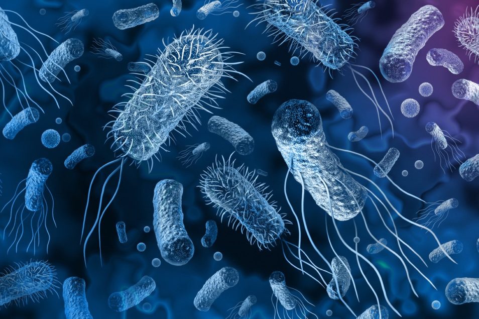 Bakterije, odporne na zdravila, povezane z izdelki, uvoženimi iz Indije