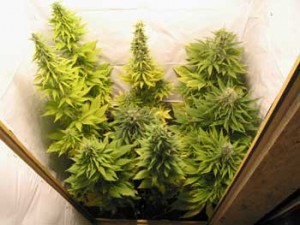 Необхідний AIR для кімнат для вирощування марихуани