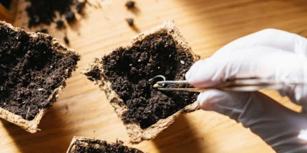 Don’t touch that first root (radicle) with your hands. It’s fragile! 