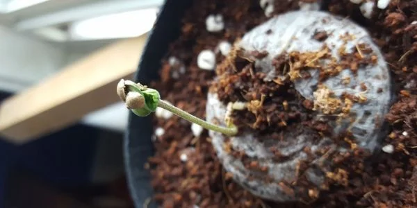 Cannabis seed sprouting