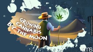 Cannabis kweken bij de maan: inzicht in de maancyclus en de impact ervan op je gewas