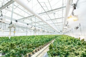 Hiring Cannabis Greenhouse Consultants Can Accelerate Your CBD Business