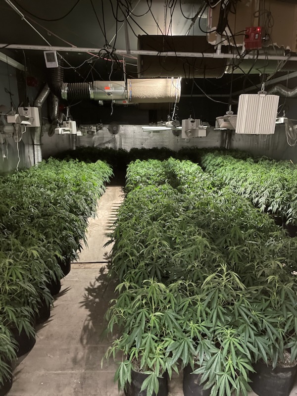警方在一栋商业建筑内发现了 5,478 株大麻植物。