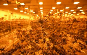 Marihuana mikrovirksomhedslicenser vil være tilgængelige i juli