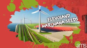 Marijuana frön Flevoland