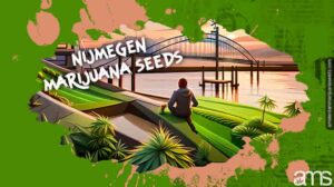 Marihuaana seemned Nijmegen
