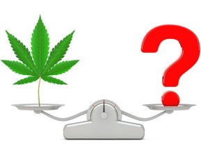Regulated Medical Cannabis Safety Concerns?