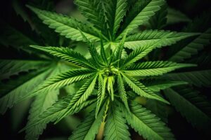 Minnesota House godkender lov om legalisering af cannabis for voksne