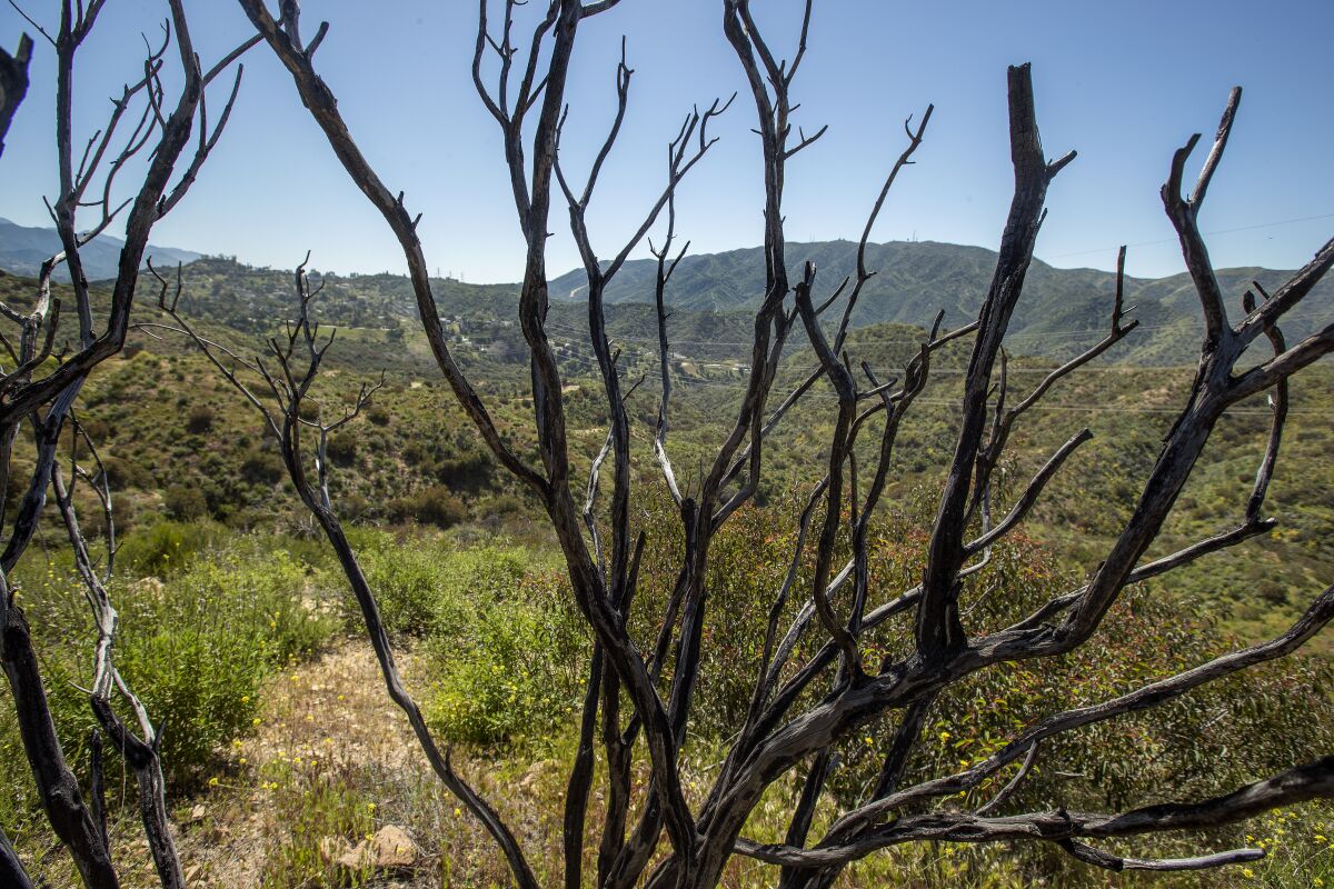 Fire-damaged California lilac located inside the area of a proposed luxury housing development in Tujunga