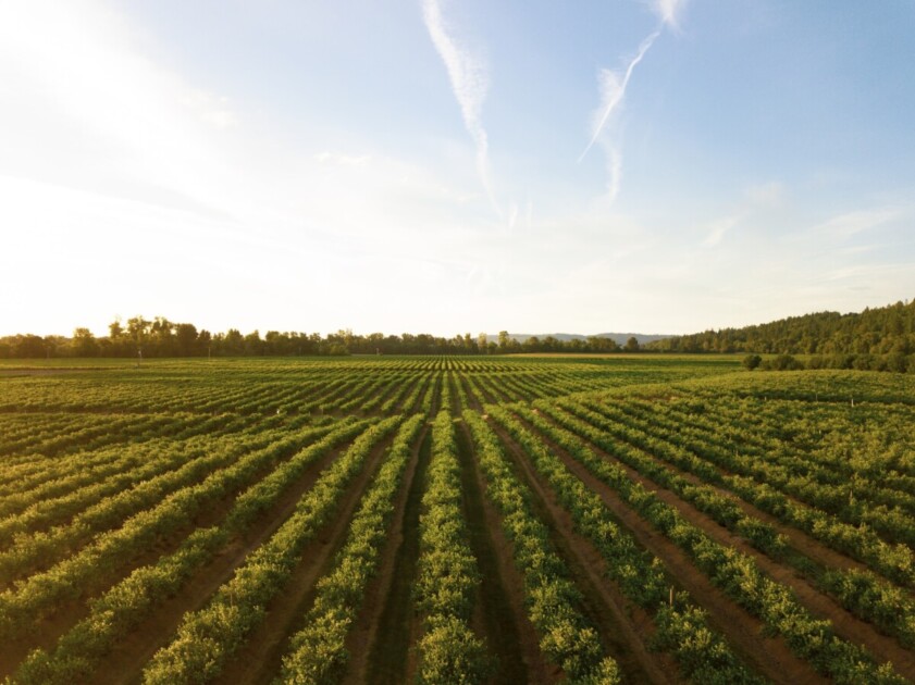 Vineyards in Willamette Valley
