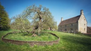 Newtons æbletræer til salg, paranøddeeffekt uden at ryste