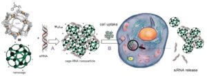 Novel nanocages for delivery of small interfering RNAs