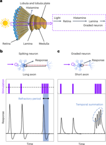 Neuroni graduati optoelettronici per la percezione del movimento nel sensore bioispirato