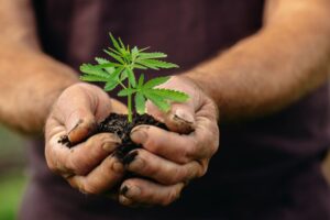 Encuesta: la mayoría de los adultos de Carolina del Sur apoyan el cannabis medicinal y recreativo
