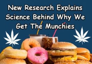 Wetenschappers hebben een stel wormen high gemaakt en het enige wat ze wilden doen was junkfood eten