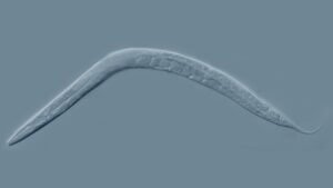 Scienziati fondono biologia e tecnologia stampando in 3D componenti elettronici all'interno di vermi viventi