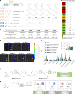Adaptación de la ciclodextrina zwitteriónica de eliminación renal para la administración selectiva de fármacos contra el cáncer colorrectal