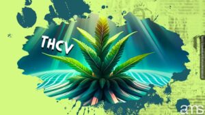 THCV - 您需要了解的有关这种新兴大麻素的信息