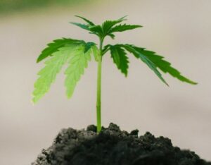 El argumento de que cultivar cannabis es tu derecho de nacimiento como ser humano