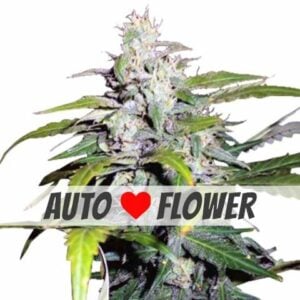 lowryder autoflowering plant