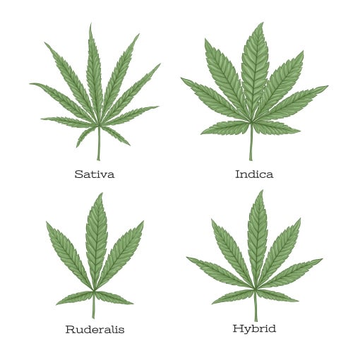 different marijuana leaf structure - sativa, indica, ruderalis, and hybrid