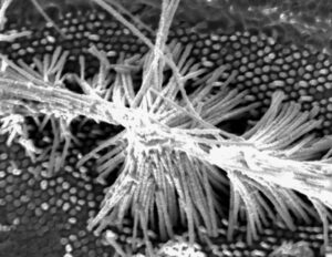 Termomekanisk nanoformning av nanotrådar leder till oväntade faser