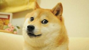 টুইটার পাখির লোগোকে ডোজের ছবিতে পরিবর্তন করেছে, পরিবর্তনের পর Dogecoin এর দাম 23% বেড়েছে