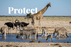 Konservasi air: melindungi emas cair alam