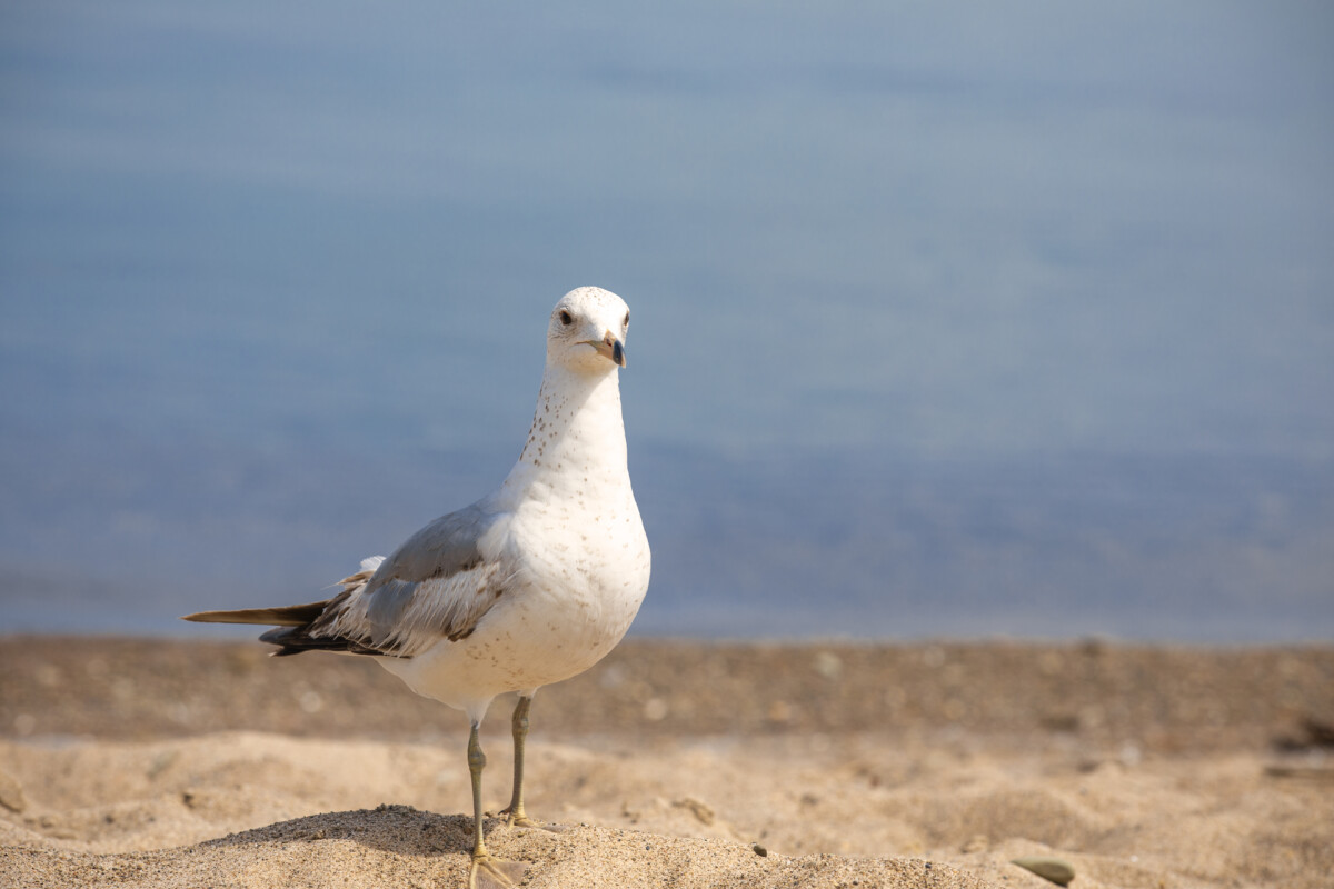 uccello sulla spiaggia