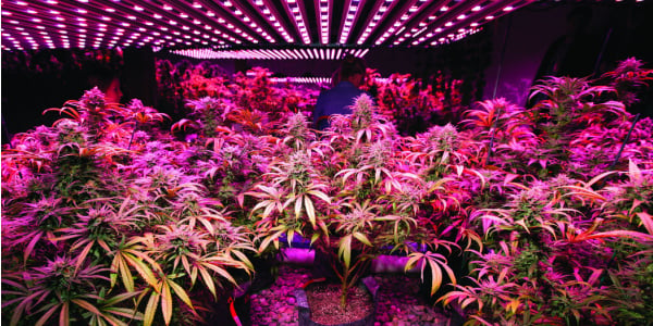 red grow light for the flowering stage