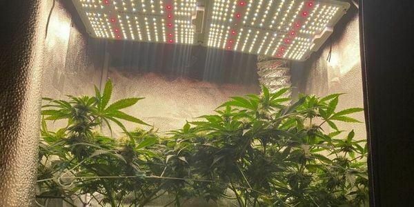 LED lights for growing cannabis