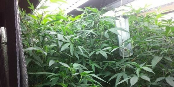 HID lights for growing autoflowering cannabis