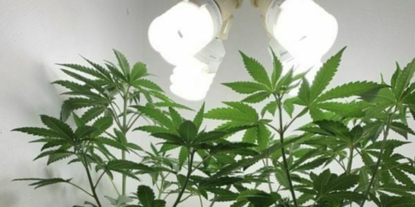 Growing marijuana under CFL lights