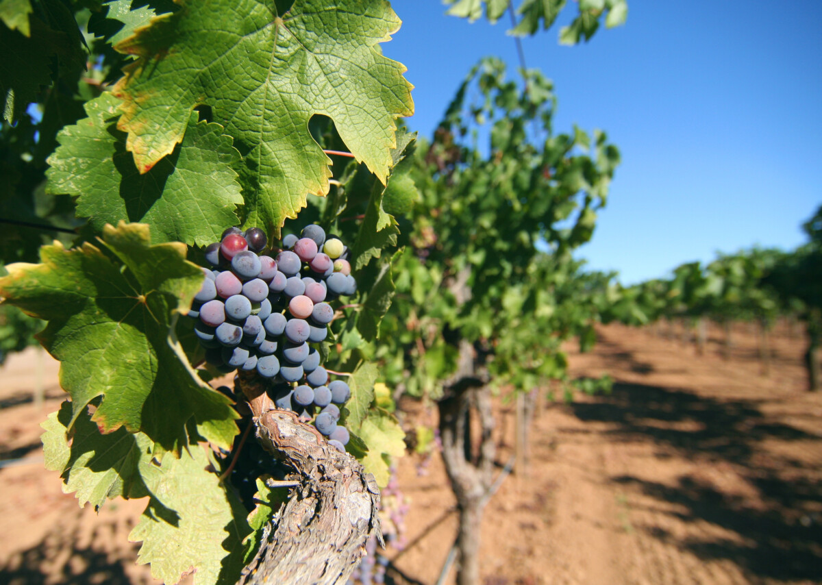 Ripe Red Wine Grapes In A Vineyard